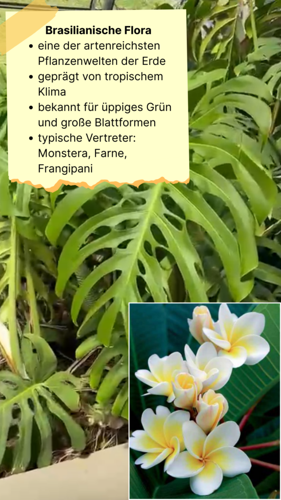 Tropische Pflanzen in Curitiba mit großen Blättern und üppiger Vegetation